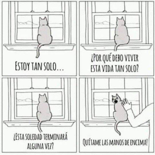 Otros - La eterna soledad de un gato