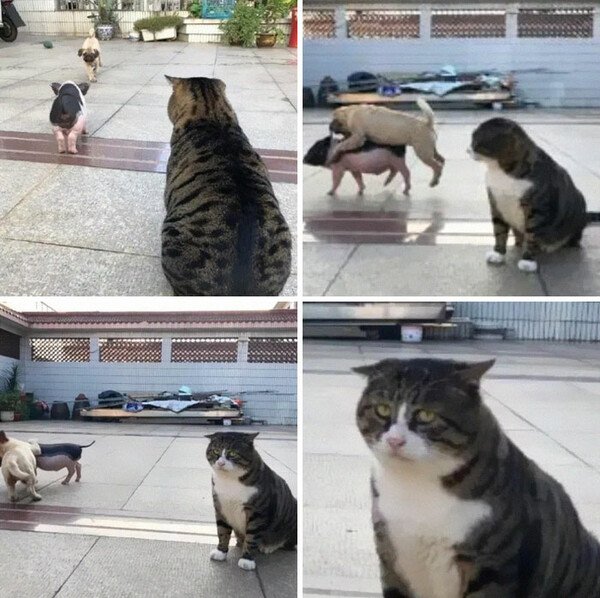 La_cara_que_pones_cuando - Cuando tu amigo va con la más cerda