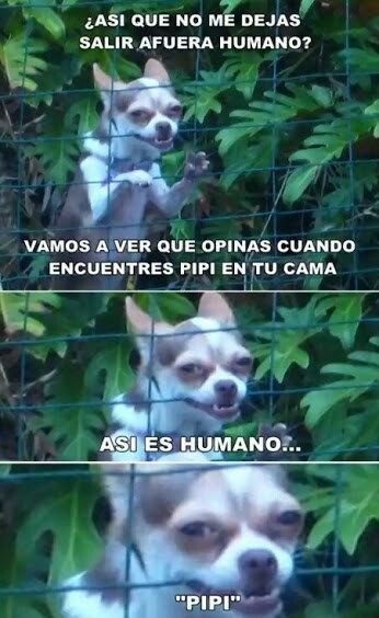 Meme_otros - Los perros son diabólicos