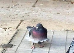 Enlace a No me mires las plumas