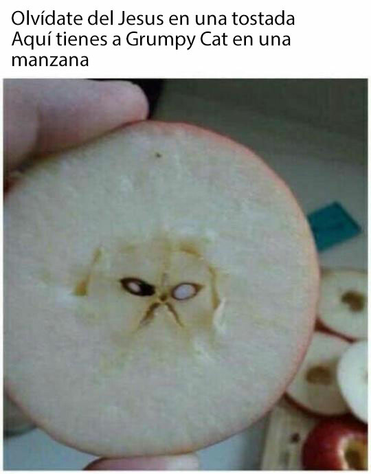 Meme_otros - Grumpy Cat en una manzana, maldiciones para ti