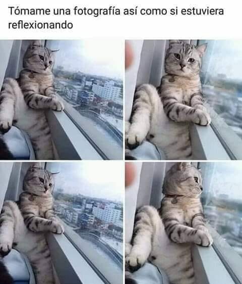 reflexiones,interesante,bohemio,gatos,postureo
