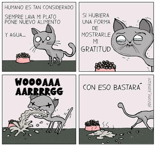 Otros - Las muestras de cariño de los gatos