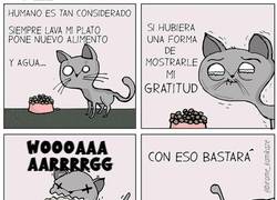 Enlace a Las muestras de cariño de los gatos
