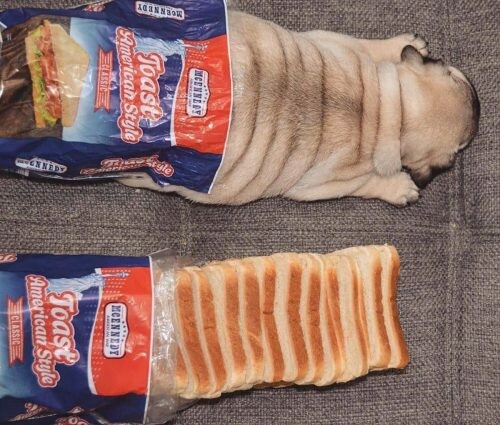 Meme_otros - Ese perrito me suena a algo
