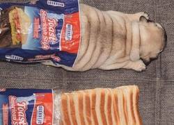 Enlace a Ese perrito me suena a algo