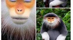 Enlace a Antes muerta que sencilla