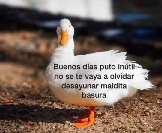 Otros - Que te alimentes bien imbecil