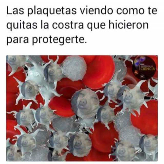 Meme_otros - Se que es tentador, pero es por tu bien