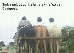 Enlace a Je suis centauro