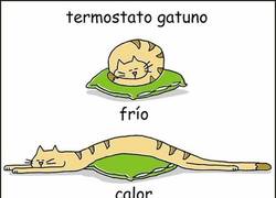 Enlace a Si tienes un gato, tienes un termostato