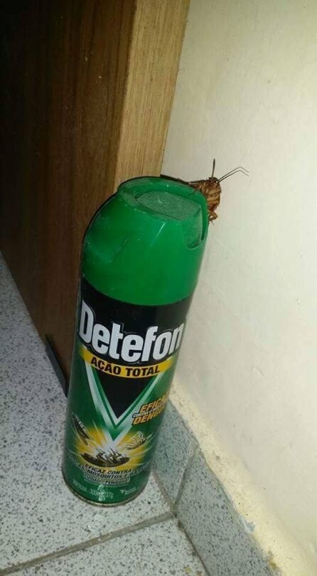 cucaracha,dios,insecticida,trampa