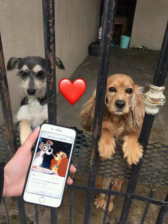 Meme_otros - ¡Existen! Pero parecen a punto del divorcio