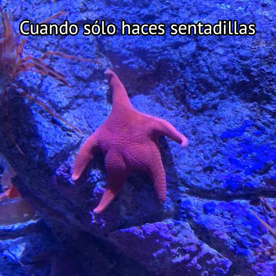 Meme_otros - El único día que no me salto es el de culo