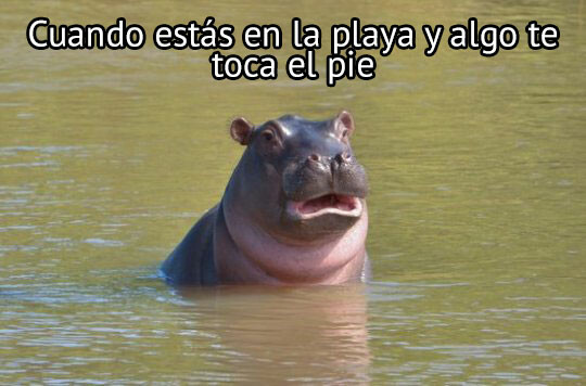 Meme_otros - ¿Qué ha sido eso?