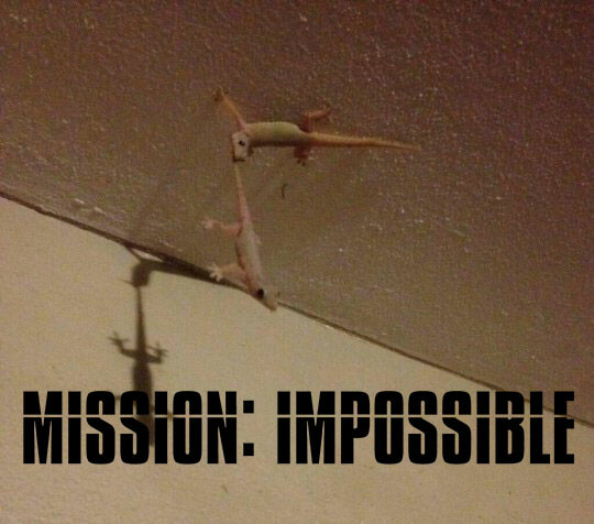 Meme_otros - Gecko impossible