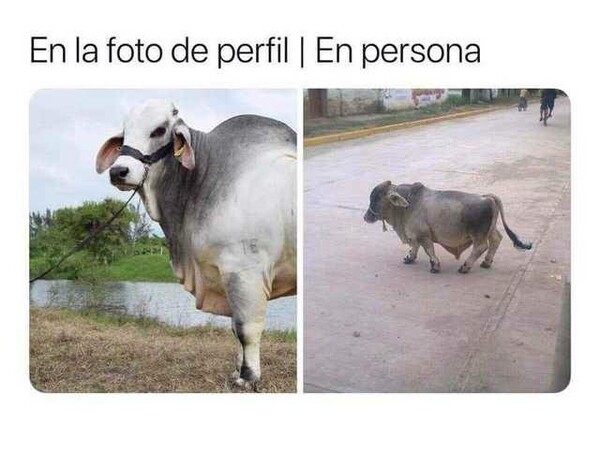 Meme_otros - Instagram vs realidad