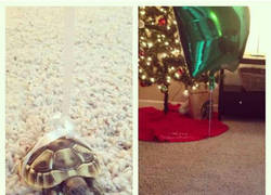 Enlace a Para que nunca vuelvas a perder a tus pequeñas mascotas