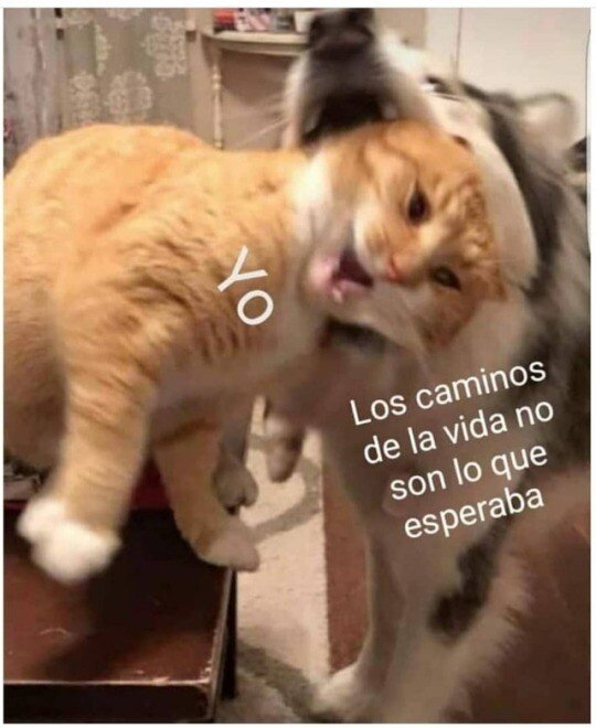 Meme_otros - Nadie me avisó de esto