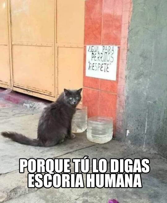 Meme_otros - A mi me vas a decir lo que tengo que hacer, ¿no has visto que soy un gato?