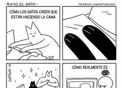Enlace a No ayudas, gato