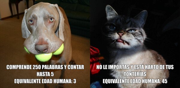 Meme_otros - Como cuidar de un hijo o de tu madre
