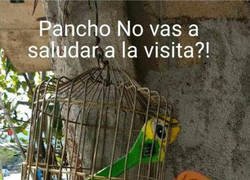 Enlace a ¿Pancho?