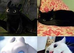 Enlace a Desdentado y Light Fury en la vida real