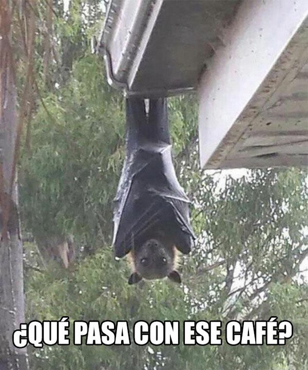 Meme_otros - Cuando se comprometen a hacer café