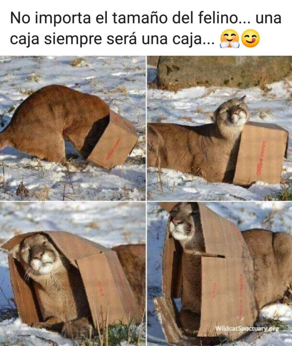 Meme_otros - Una caja es una caja
