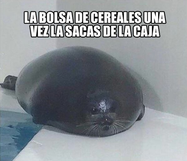 Meme_otros - Una vez la sacas, ingéniatelas para meterla otra vez