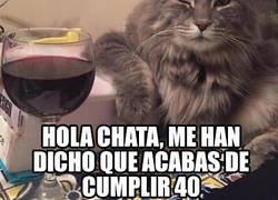 Enlace a ¿Quieres compañía?