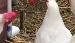 Enlace a Fue a por agua y nunca volvió