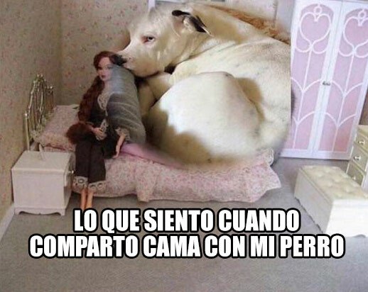 Meme_otros - Ya no mides medio palmo Firulais...