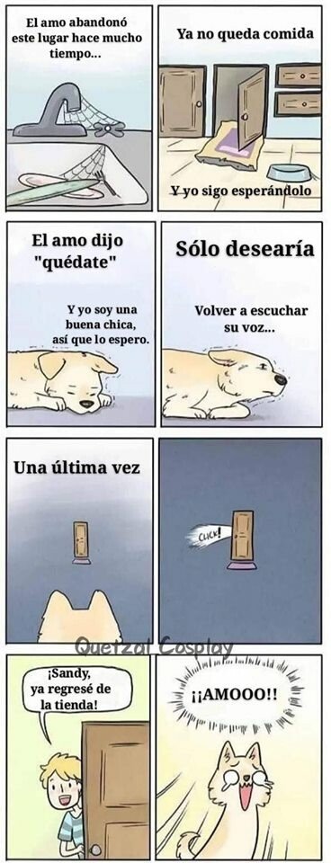 Otros - Qué sentidos que son estas bolitas de pelo