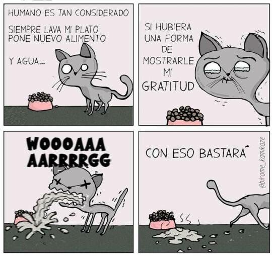 Otros - Los gatos y sus muestras de amor
