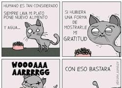 Enlace a Los gatos y sus muestras de amor