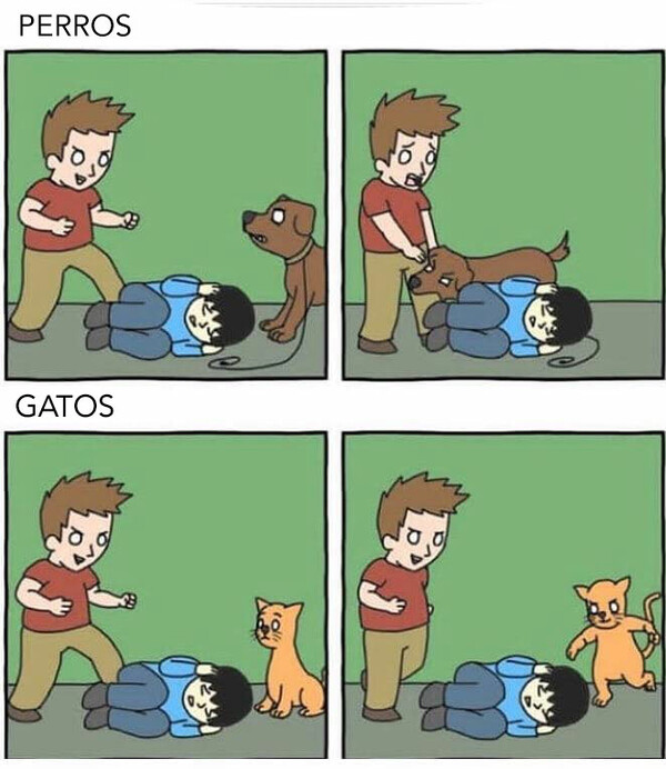 Otros - Bullying gatuno