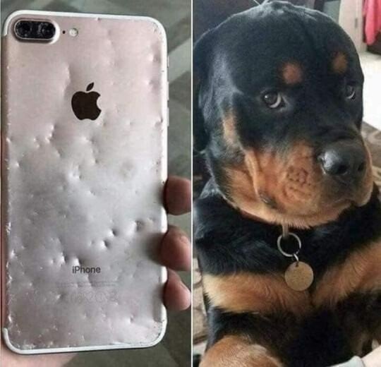 Meme_otros - Ay Firulais no sé qué voy a hacer contigo