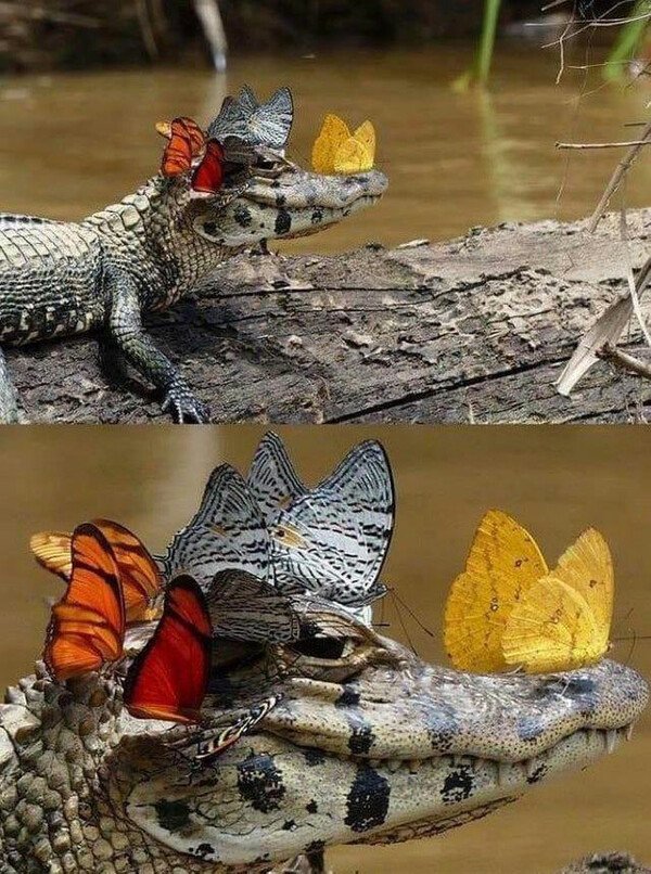 Meme_otros - Cuando montas drama por nada pero te dan la razón