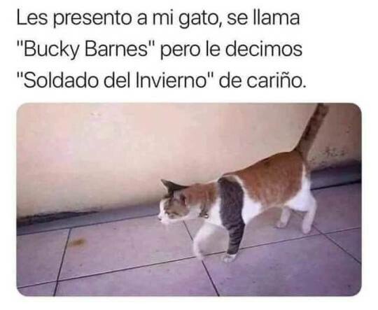 Meme_otros - Bucky el gato