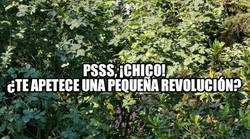 Enlace a Pequeñas revoluciones, pequeños placeres de la vida