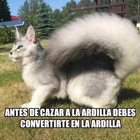 Meme_otros - Mi gato acaba de terminarse 'el arte de la guerra'