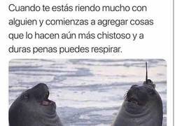 Enlace a Y acaba siendo un concierto de sonidos de cerdo con dolor de abdomen