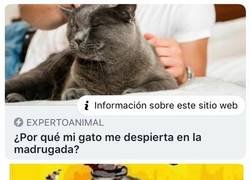 Enlace a Porque su condición de gato así lo define