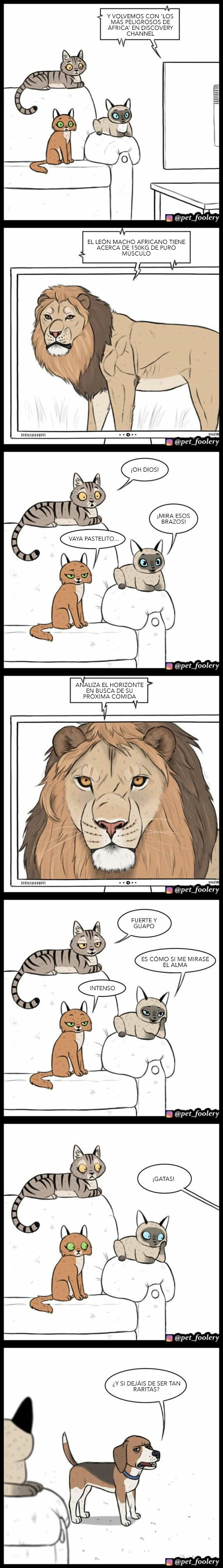 Otros - ¿Podrías considerarse un MHYV para gatos?