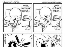 Enlace a ¿Para qué quieres un despertado cuando tienes un gato?