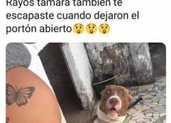 Enlace a La culpa es del portón