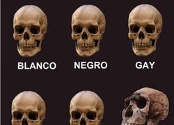 Enlace a Esos betas mediocres...