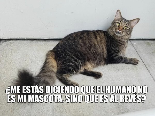 Meme_otros - Mascotas humanas